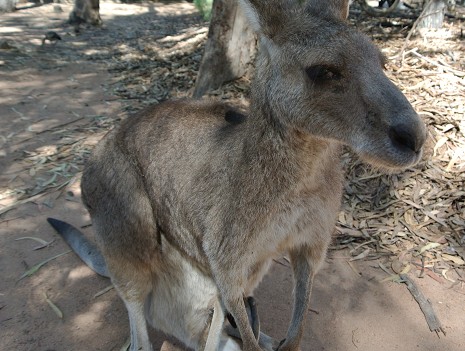 voyage australie photo11