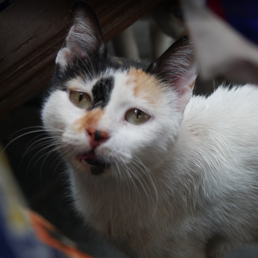 Chat affamé dans les rues du Caire