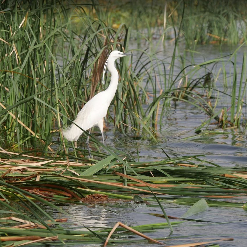 Beau héron sur les bords du Nil