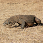 Bali et les petites îles de la sonde