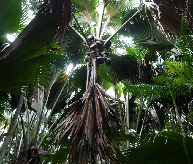 voyage seychelles photo3