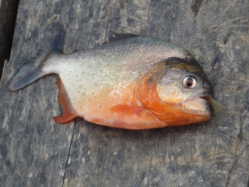 voyage amazonie photo3
