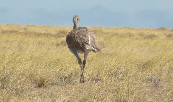 voyage argentine photo1