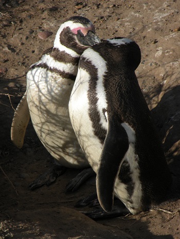 voyage argentine photo4