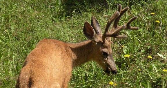 voyage canada photo5