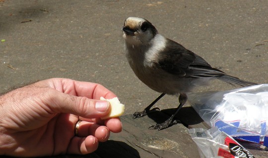 voyage quebec photo2