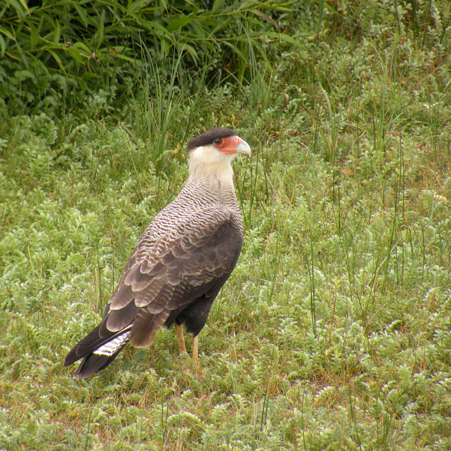Caracara huppé de Patagonie - Argentine