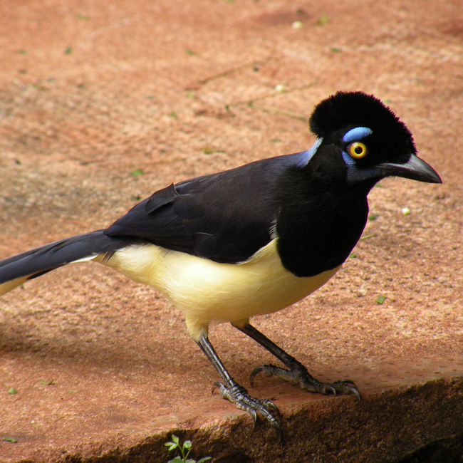 Geai acahé aux chutes d'Iguazu - Brésil