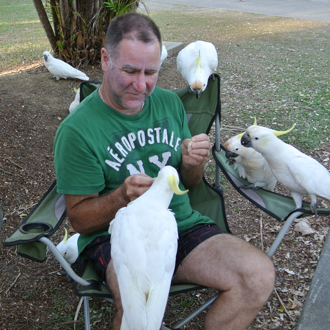 Cacatoès espiègles et gourmands sur un terrain de camping - Australie