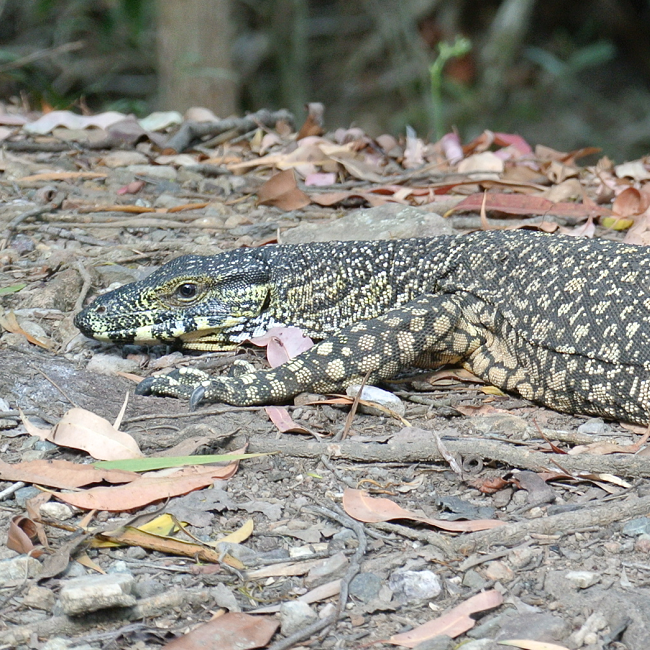 Varan - Australie