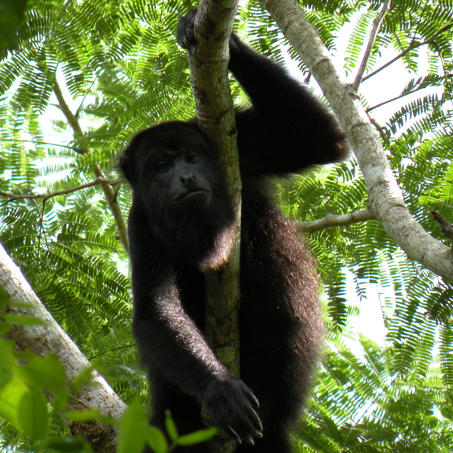 Singe hurleur - Belize