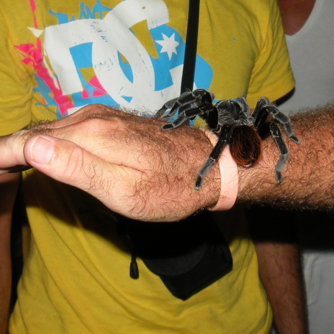 Belle tarentule docile - Belize