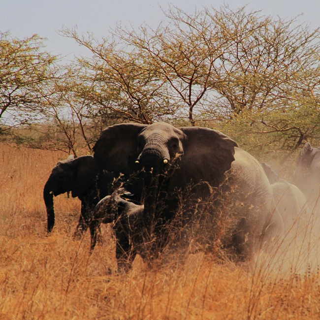 Eléphants en colére dans le parc de Wasa - Cameroun