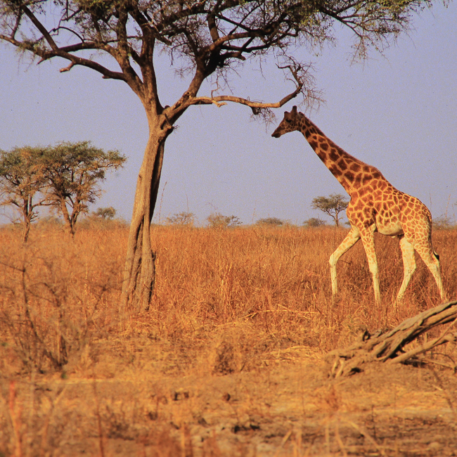 Girafe dans le parc de Wasa - Cameroun