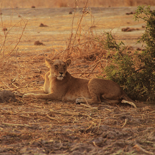 Lionne dans le parc de Wasa - Cameroun