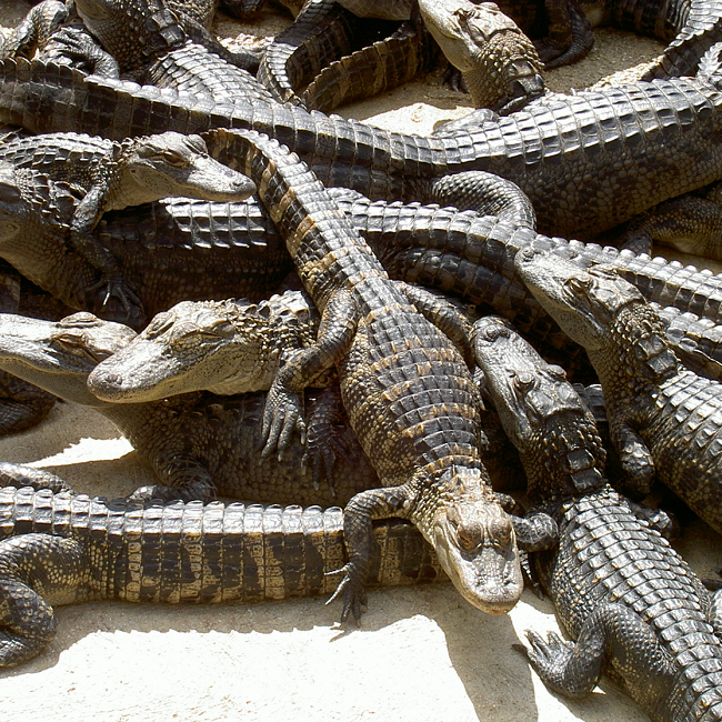 Ferme de crocodiles en Floride - USA