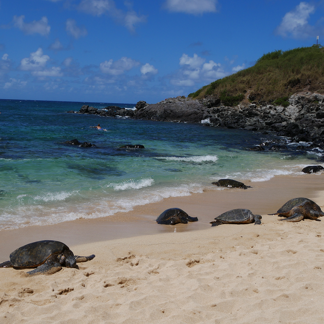 Tortues marines sur la place d'Hookipa à Maui - Hawaii