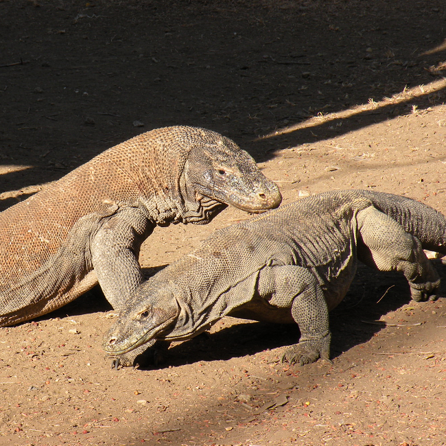 Dragons de Komodo - Indonésie