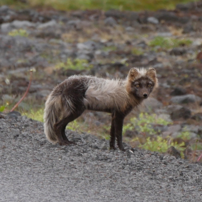 Renard polaire près du volcan Snaefellsjoekull - Islande