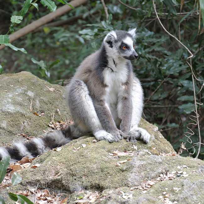 Lémurien - Madagascar