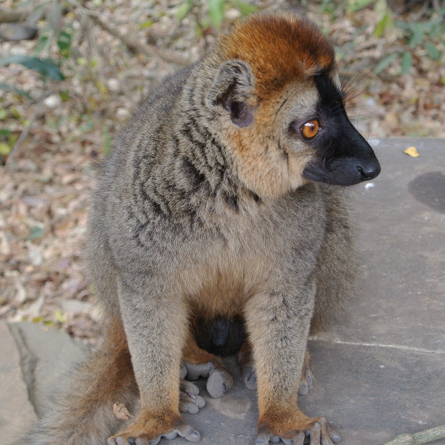 Lémurien curieux à Madagascar