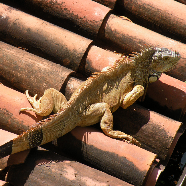 Gros iguane en milieu urbain - Mexique