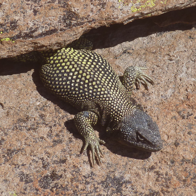 Drôle de lézard sur l'altiplano Andin - Bolivie