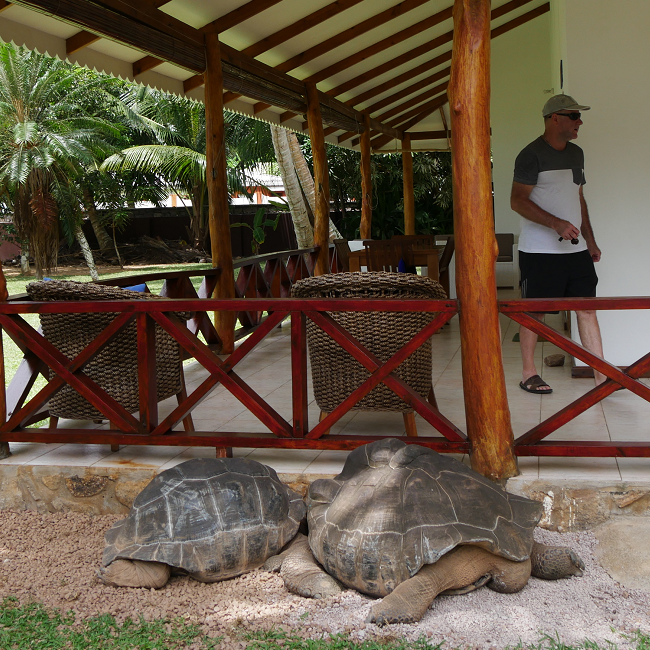 Tortues terrestres aux Seychelles