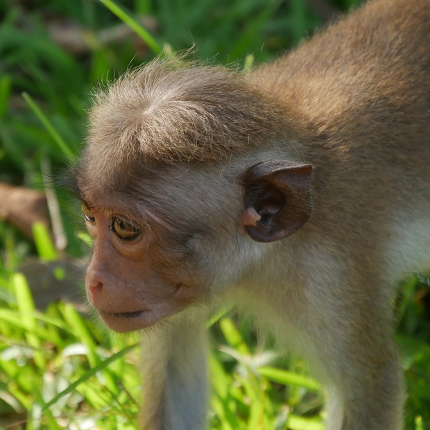 Singe chapardeur du parc de Yala - Sri Lanka