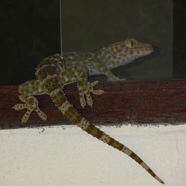 Gros Gecko - Thaïlande