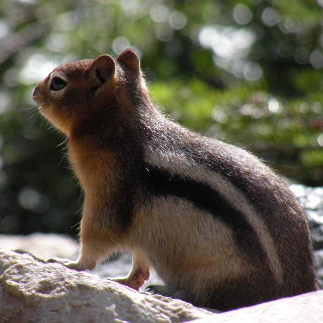 Chipmunk Américain - USA