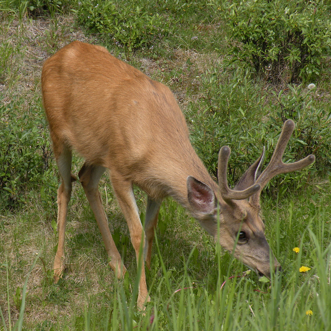 Cervidé à Yellowstone - USA