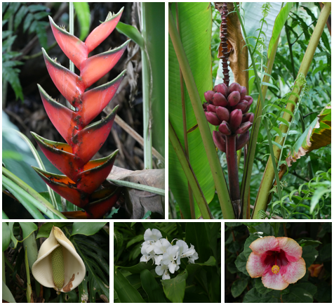voyage hawaii photo3